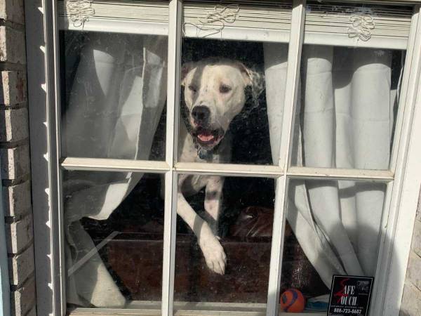 「あなたの犬は…」　配達員がどうしても飼い主に伝えたかった『事実』とは？