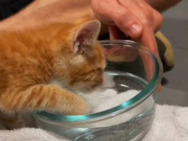 家の前で保護した子猫　何かがおかしいと思ったら…　「心が温かくなった」