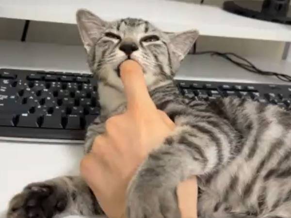 仕事中の飼い主に甘えたい子猫が…　２０秒の動画に癒される人が続出