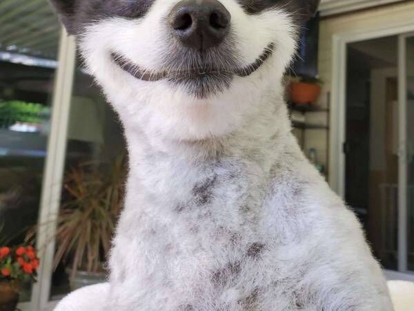 笑ってる ポメラニアンの表情が こんなにかわいい犬を初めて見た 21年12月27日 ウーマンエキサイト 1 2