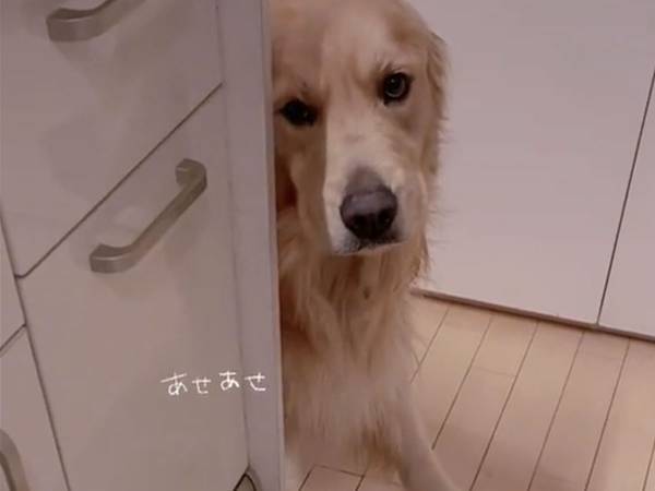 許したくなっちゃう…！　物陰に隠れ、何かをごまかした犬の姿に「怒れない」