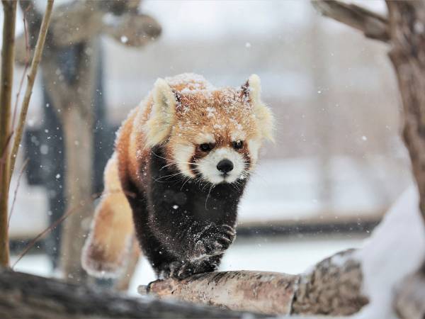 積雪に大はしゃぎしたのは…？　斜め上の喜び方に、吹き出す！