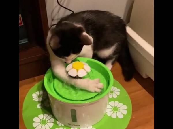 猫にクリスマスプレゼントをあげたら、飼い主「泣いた」　違う、そうじゃない…！