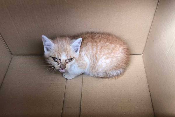 自動販売機の裏に挟まっていた子猫　助けてから、３日経つと…？