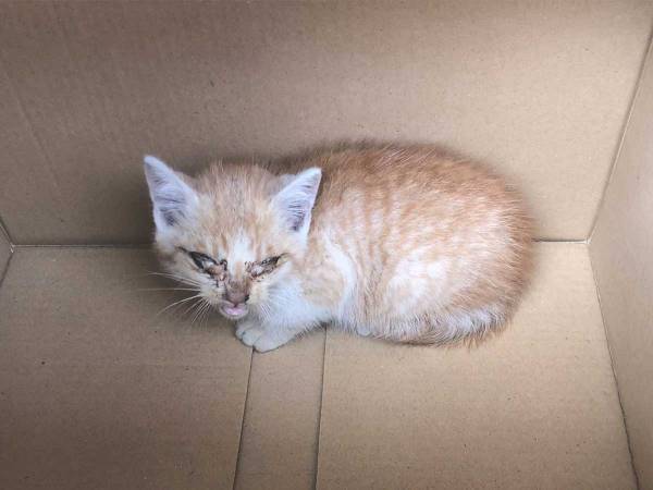 自動販売機の裏に挟まっていた子猫　助けてから、３日経つと…？