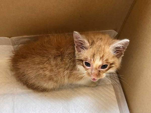 自動販売機の裏に挟まっていた子猫　助けてから、３日経つと…？