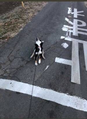 散歩中の柴犬を見て、子供が描いた『交通安全ポスター』が最高すぎた