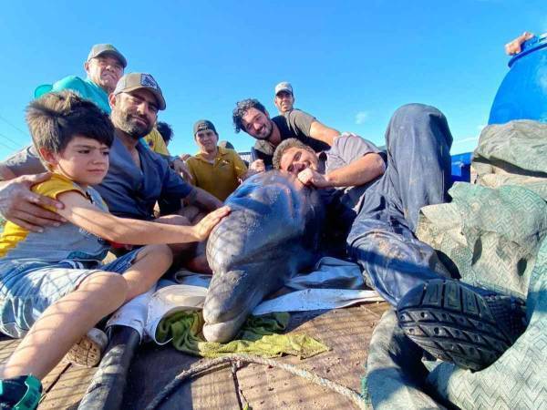 逃げるイルカを力づくで捕まえた男性たちの動画が拡散　その理由は…？