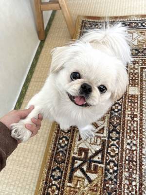 「なんて迷いがない瞳…！」　お手をする犬の表情に、キュンとする人が続出