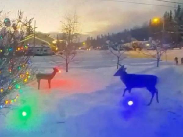 トナカイの人形を見つめる野生のシカ　次の瞬間？　「かわいそうだけど爆笑」