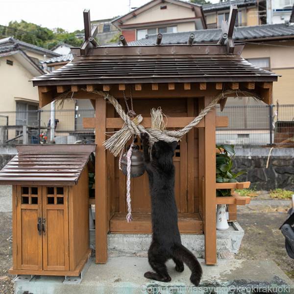 猫「あ～忙しい忙しい」　小さな祠で、大掃除？