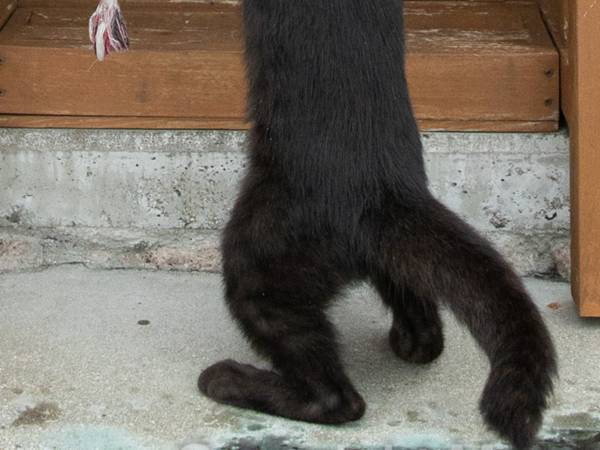 猫「あ～忙しい忙しい」　小さな祠で、大掃除？