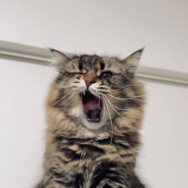 「もはや猫の顔ではない」　あくびをする猫の表情をおさめた写真が話題に