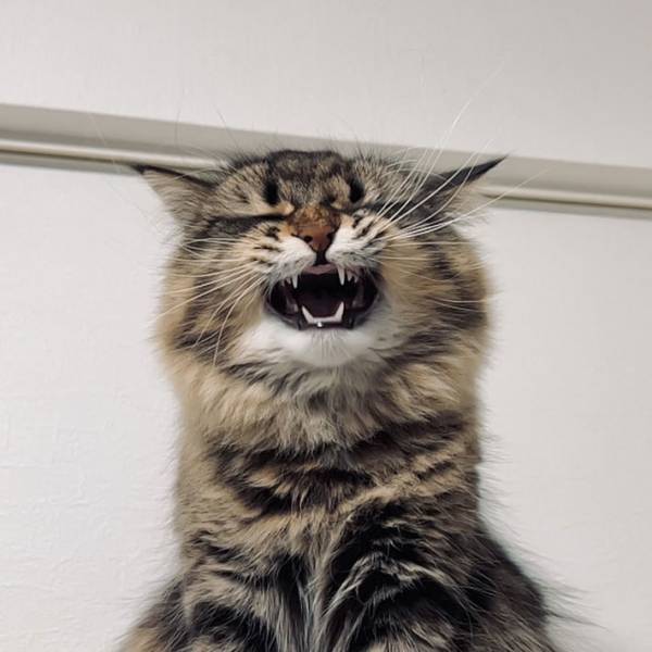 「もはや猫の顔ではない」　あくびをする猫の表情をおさめた写真が話題に