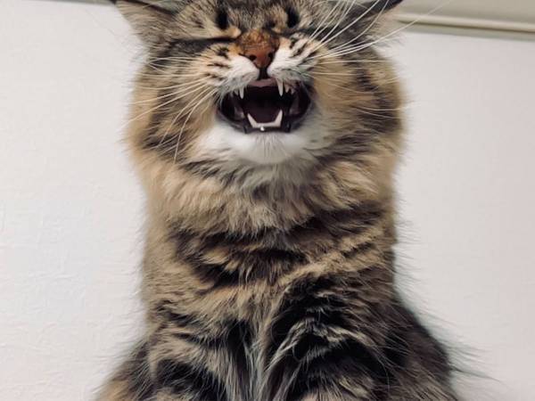 「もはや猫の顔ではない」　あくびをする猫の表情をおさめた写真が話題に