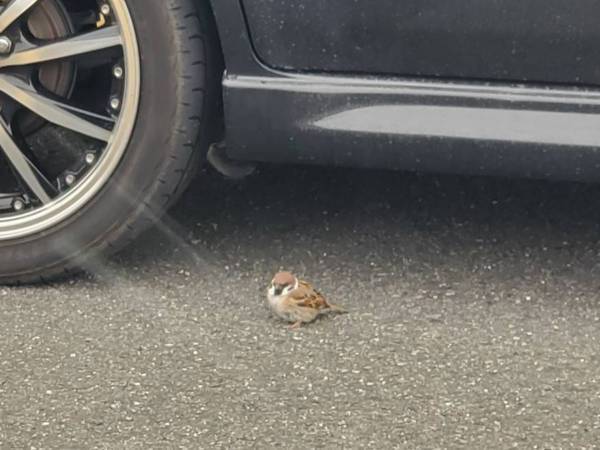 駐車場に停めていた車のタイヤ付近に１羽のスズメ　しかし、次第に増えていき？