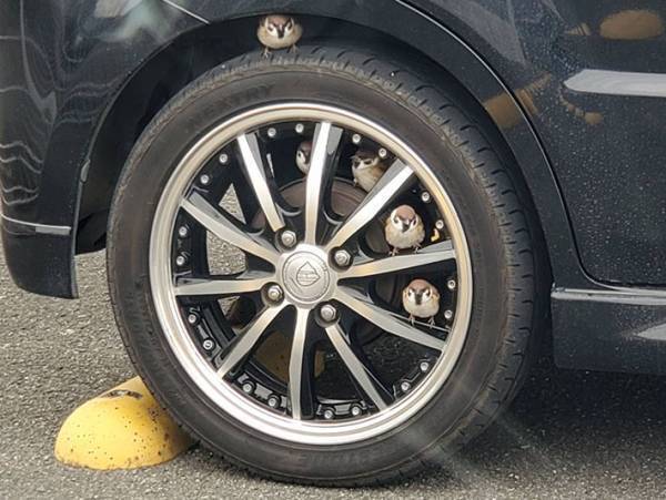 駐車場に停めていた車のタイヤ付近に１羽のスズメ　しかし、次第に増えていき？