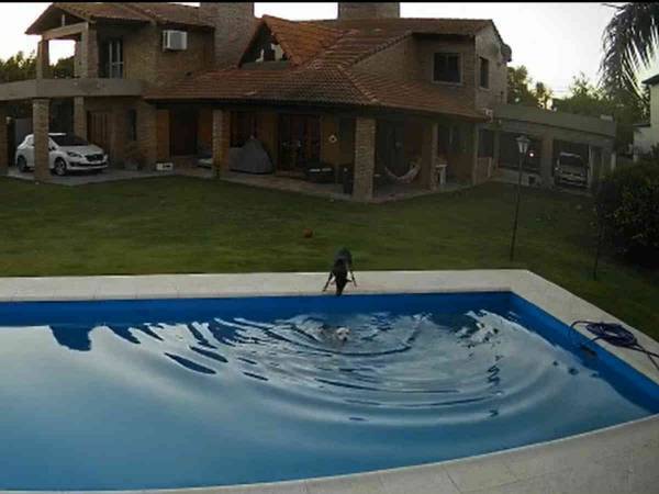 目が見えない高齢犬がプールに落ちた！　すると親友がダッシュしてきて…？