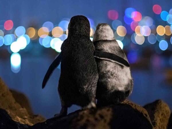 肩を寄せ合う２羽のペンギン 背景にある物語に 涙が出た 美しい写真 年12月31日 ウーマンエキサイト 1 3