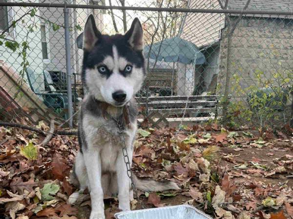 なぜこんなひどいことを　鎖でつながれた状態で置き去りにされたハスキー
