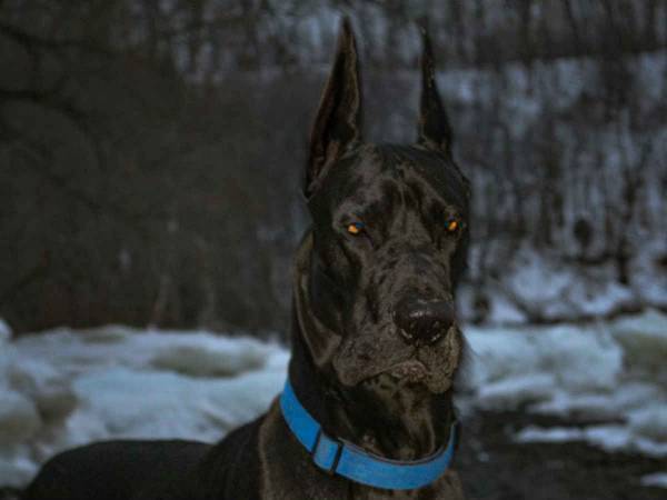 「美しい」「ハンサム」　あのキャラクターにそっくりの犬がインスタで大人気