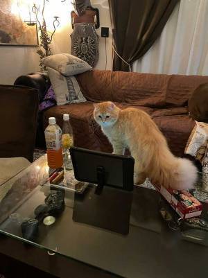 自宅で飲み会をしていた男性　トイレ休憩後の展開に、笑いがこみ上げる