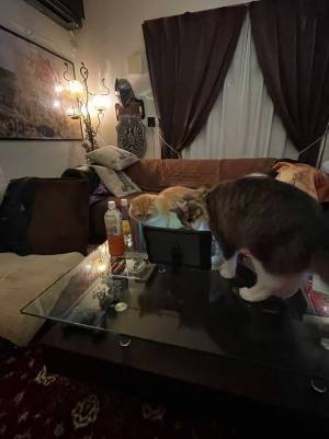 自宅で飲み会をしていた男性　トイレ休憩後の展開に、笑いがこみ上げる