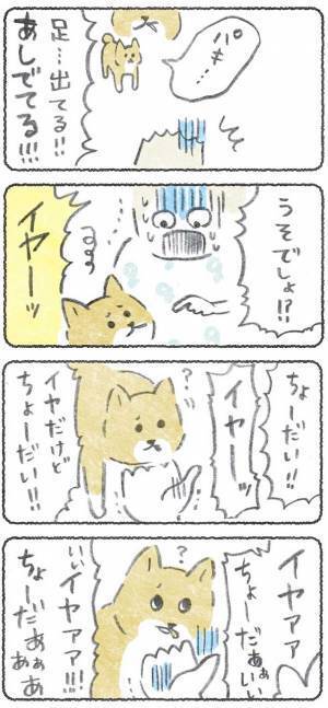 ゴキブリの登場にゾッとする女性　柴犬とのやり取りに「笑った」「オチが好き」