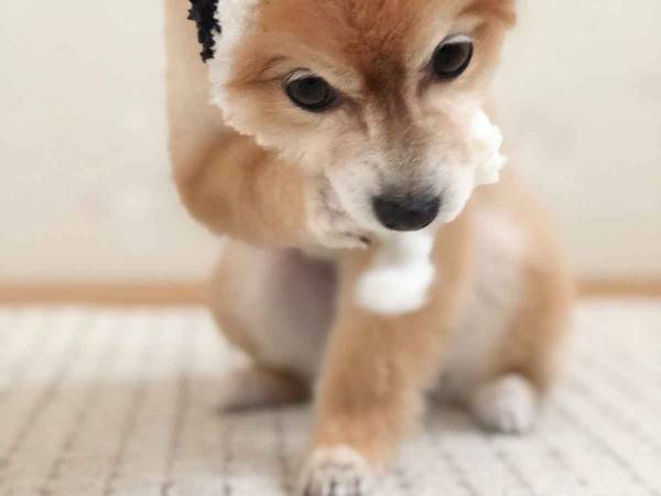 丑じゃなくてウサギを先取り？ポメラニアンが被り物をしてみた結果…