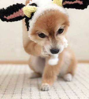 丑じゃなくてウサギを先取り？ポメラニアンが被り物をしてみた結果…