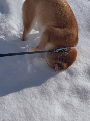 「これはずるい」「笑いすぎて頭打った」　飼い主が激写した柴犬の姿が…コチラ