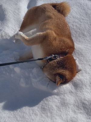 「これはずるい」「笑いすぎて頭打った」　飼い主が激写した柴犬の姿が…コチラ