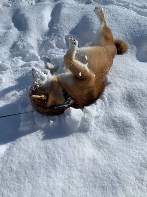「これはずるい」「笑いすぎて頭打った」　飼い主が激写した柴犬の姿が…コチラ