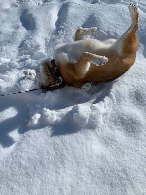 「これはずるい」「笑いすぎて頭打った」　飼い主が激写した柴犬の姿が…コチラ
