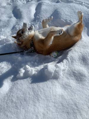 「これはずるい」「笑いすぎて頭打った」　飼い主が激写した柴犬の姿が…コチラ