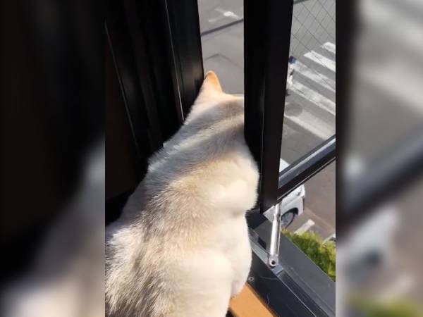 帰省した家族を見送る犬　言葉が通じなくても伝わる切なさに涙