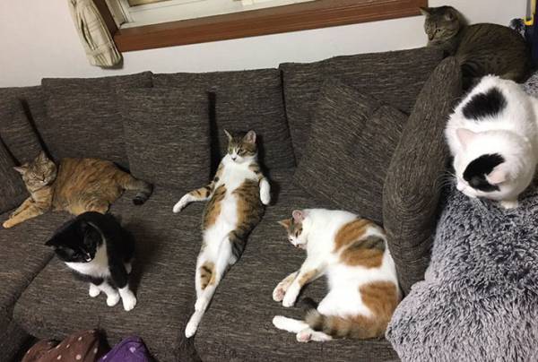 自分をネコだと自覚していない子が…　ソファでくつろぐ姿が人間そのもの！