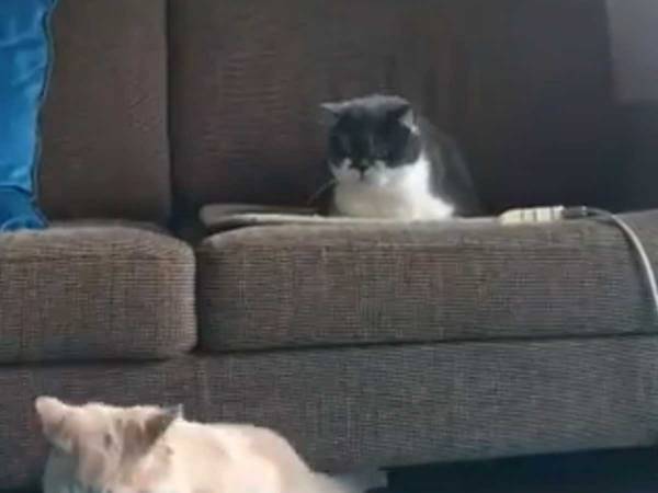 ソファの下で遊ぶ猫　その後の展開に「どうしてこうなった」「最高」