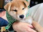 柴犬の赤ちゃんを迎えて３日後　父親の様子に５０万人が『いいね』！