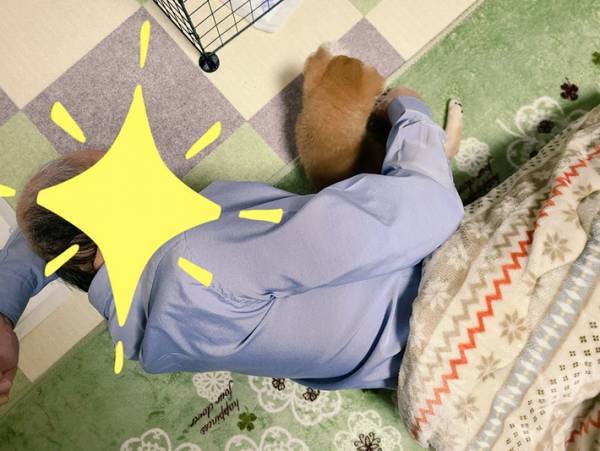 柴犬の赤ちゃんを迎えて３日後　父親の様子に５０万人が『いいね』！
