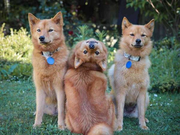 ちょっと怖いけど、かわいい！　集合写真で不思議なポーズをとる犬に吹き出す