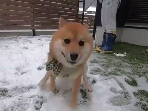 柴犬に初めて雪を見せると？　喜びが限界突破した姿に、クスッとする