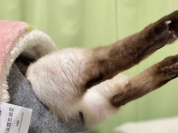 猫が突き刺さってる…？　１５万人が笑った『独特な寝相』がコチラ