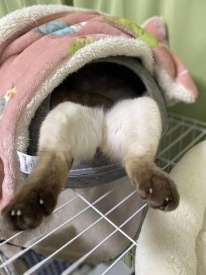 猫が突き刺さってる…？　１５万人が笑った『独特な寝相』がコチラ