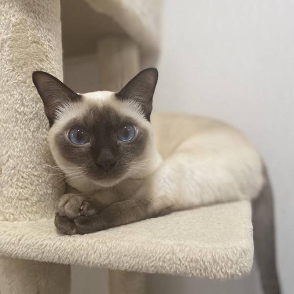 猫が突き刺さってる…？　１５万人が笑った『独特な寝相』がコチラ