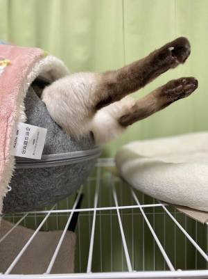 猫が突き刺さってる…？　１５万人が笑った『独特な寝相』がコチラ