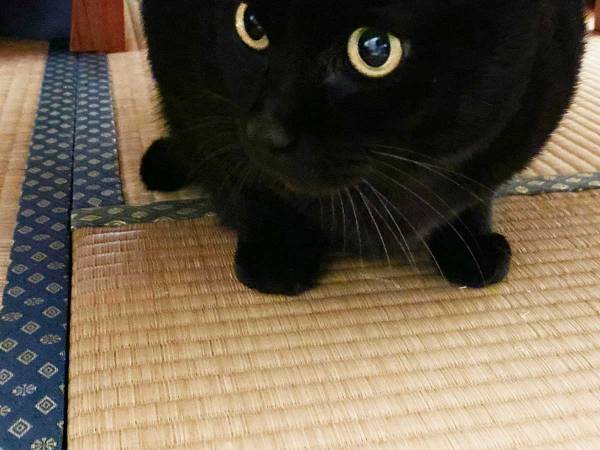 『黒猫』を写した１枚に、９万人が吹き出したワケとは？