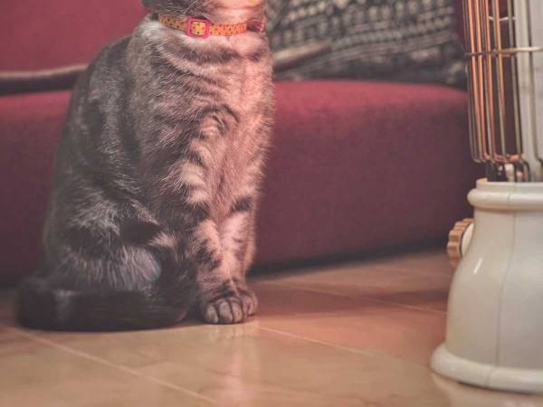 飼い主がストーブをつけると？　２０万人の心を温めた、猫の表情がこちら