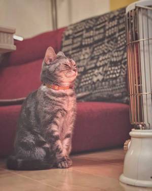 飼い主がストーブをつけると？　２０万人の心を温めた、猫の表情がこちら