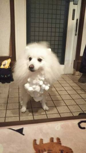 外から帰ってきた犬、その姿に９万人が「お茶吹いた」「すごすぎる」